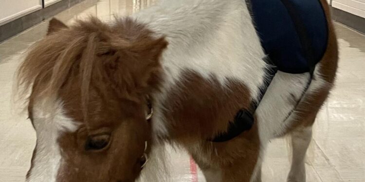 Vermilion County students benefit from equine-assisted psychotherapy | Local News