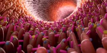 COVID-19 Virus Disrupts Normal Mix of Gut Bacteria, Increasing Risk for Other Infections