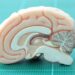 Study identifies a urinary biomarker to reveal early-stage Alzheimer’s disease
