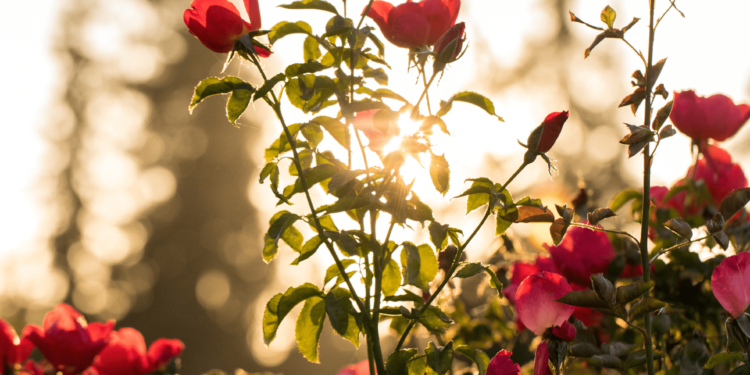 How Co-morbidities Can Build Even More Strength