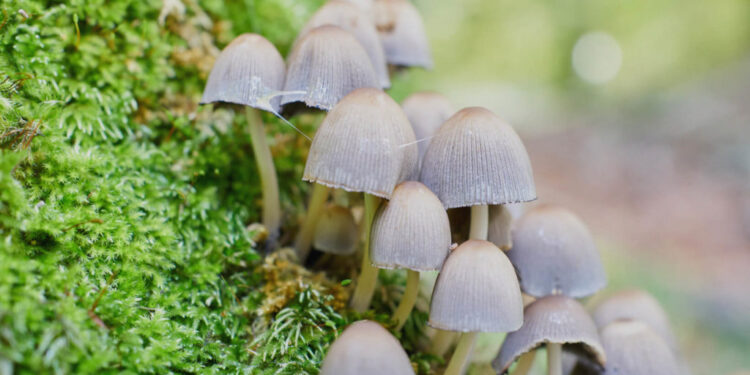 What Does It Mean to Decriminalize Psychedelics?