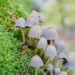 What Does It Mean to Decriminalize Psychedelics?
