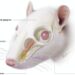 A Previously Unknown Ability of the Autonomic Nervous System