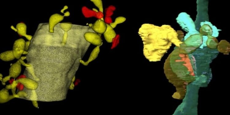 Glial Cells Eating of Synapses May Enhance Learning and Memory