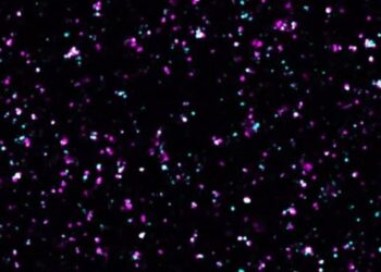 Essential Signaling Pathway for Neuronal Connectivity During Brain Development Identified