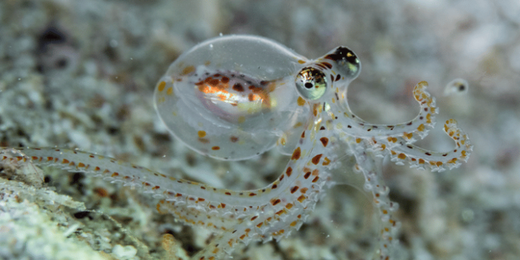 What Octopus and Human Brains Have in Common