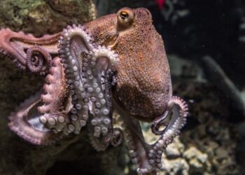 How Squid and Octopus Get Their Big Brains