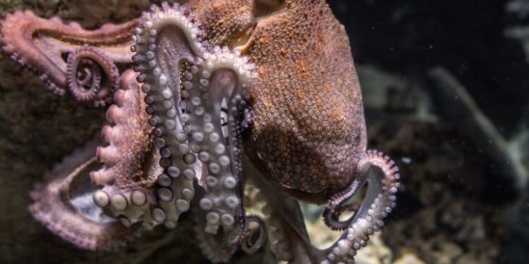 How Squid and Octopus Get Their Big Brains