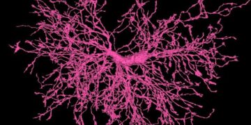 Scientists Capture Detailed Snapshots of Mouse Brain Cells Nibbling on Neurons