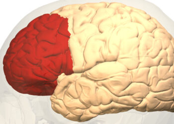 A new study says time spent with dogs increases brain activity in the prefrontal cortex