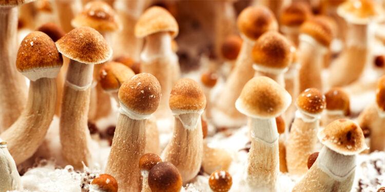Psychedelic users tend to have greater objective knowledge about climate change, study finds