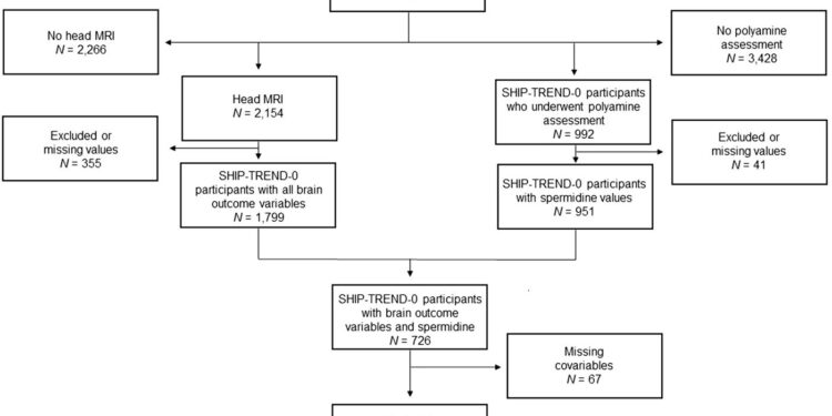 Spermidine as a potential biomarker for Alzheimer’s disease