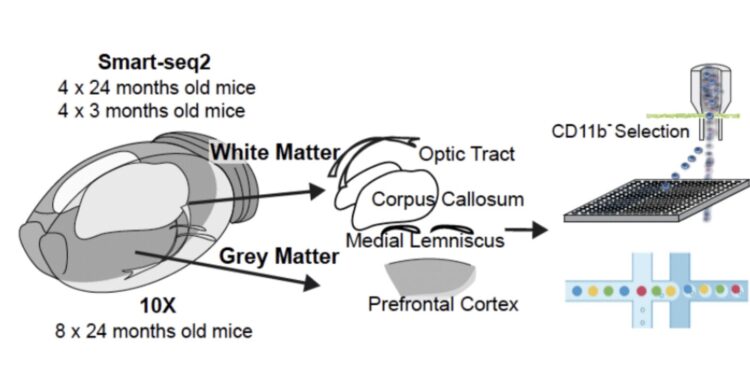 Study shows that adaptive immune responses can cause cellular loss in the aging brain