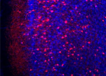 How the Brain Consolidates Remote Fear Memories Uncovered