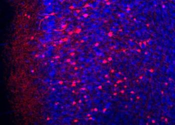 How the Brain Stores Remote Fear Memory
