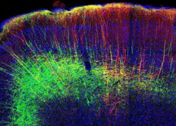 Researchers Study Pain-Relieving Neural Mechanisms by Activation of the Motor Cortex