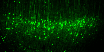 New Findings on Neuronal Activities in the Sensorimotor Cortex