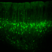 New Findings on Neuronal Activities in the Sensorimotor Cortex