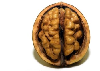 Walnuts the New Brain Food for Stress