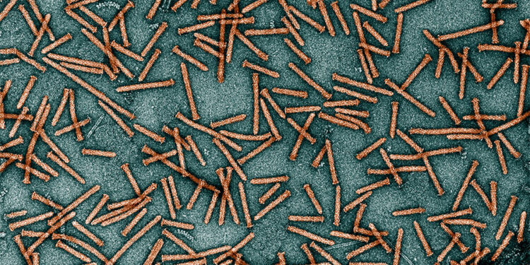 Bacterial injection system delivers proteins in mice and human cells