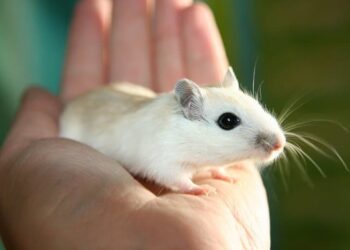 The Case for Female Mice in Neuroscience Research