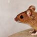 Novel Drug Makes Mice Skinny Even on Sugary, Fatty Diet