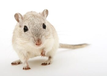 Scientists Create Baby Mice from Two Fathers