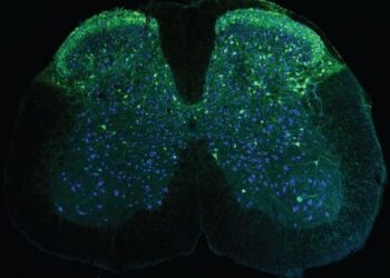 Wearable Microscopes Advance Spinal Cord Imaging in Mice