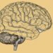 Gray Matter Volume Linked to Language Deficits in Autism