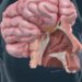 Sniffing Out the Mechanism Behind Parkinson’s Smell Loss