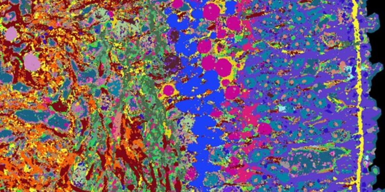 High-Resolution Image of the Human Retina Reveals Stunning Details