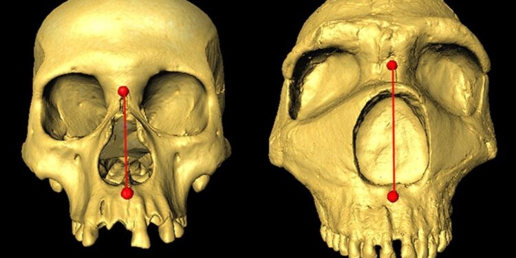 Neanderthal DNA Shapes Human Nose