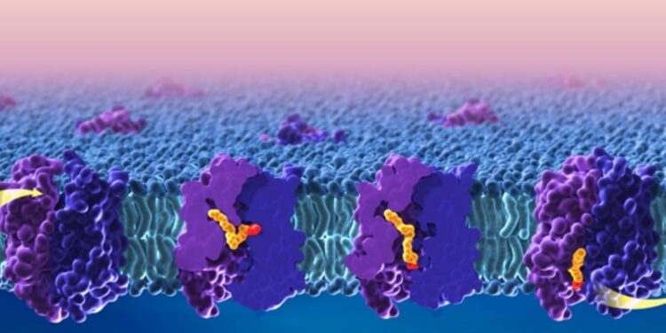 How Omega-3 Fatty Acids Cross the Blood-Brain Barrier