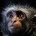 GPS of the Brain: Marmoset Gaze Reveals New Insights into Spatial Navigation
