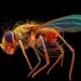 Researchers Release The Most Detailed Fruit Fly Nerve Cord Connectome