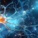 Brain Barrier Inflammation: A Stealthy Contributor to Multiple Sclerosis