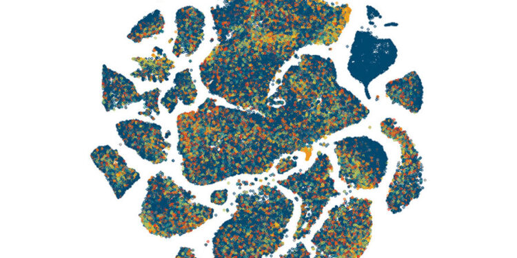 New cellular census maps the complexity of a primate brain