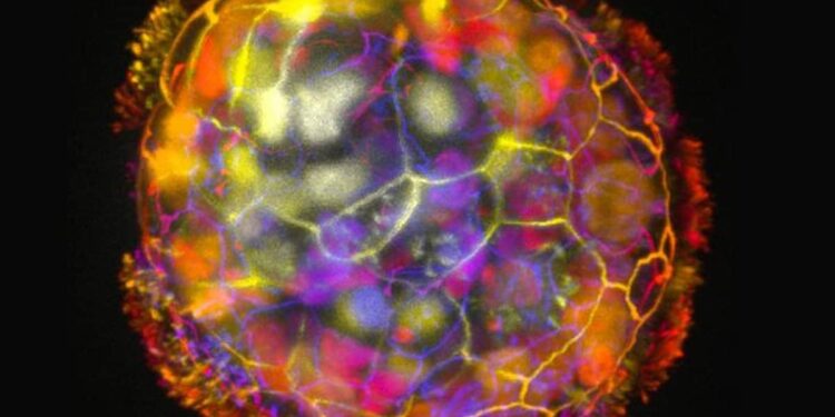 Anthrobots: Tiny Biobots From Human Cells Heal Neurons