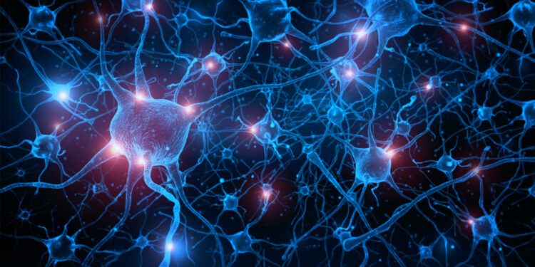 Neuroscientists identify new gut-brain circuits linked to sugar and fat cravings