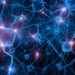 Neuroscientists identify new gut-brain circuits linked to sugar and fat cravings
