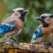 Bird Brains: Jays Show Episodic-like Memory