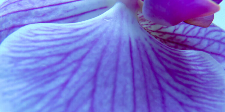 Is Ovarian Rejuvenation an Effective Fertility Treatment?