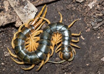 Ancient Predator Offers New Hope for Kidney Patients