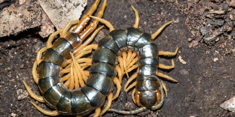 Ancient Predator Offers New Hope for Kidney Patients