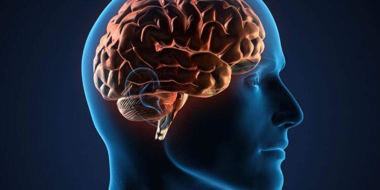 Aging Slows Brain Detox, but There’s a Drug That Can Help Fix It