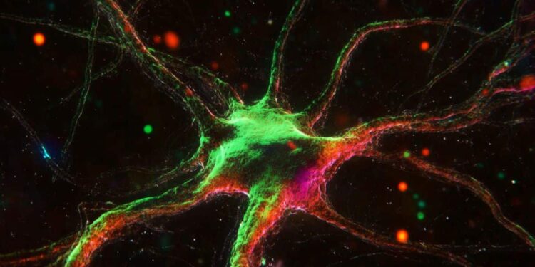 Study Reveals Dopamine’s Limited Role in Rapid Neural Activity