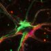 Study Reveals Dopamine’s Limited Role in Rapid Neural Activity