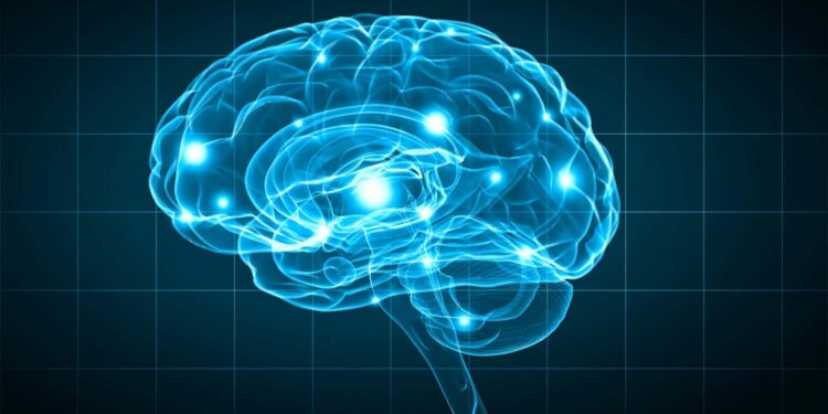 New research reveals surprising brain size trends across mammals