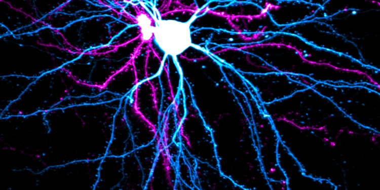 Finding some stability in adaptable brains