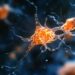 Tau May Protect Brain Cells from Oxidative Damage